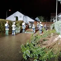 baum_auf_fahrbahn_04.jpg