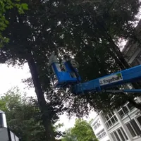eichenprozessionsspinner_13618.jpg