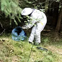 wespen_blutenweg_02.jpg